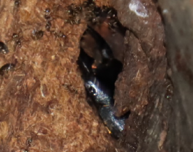 ヒラタクワガタ♂（アングル2）_洞があるその他のヤナギの高いところにある洞-ヤナギ林_2023年6月13日19時40分 気温22.3度